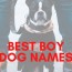 500 best boy dog names 2022 dog names