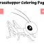 coloring page for kids grasshopper