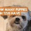 how many puppies do shih tzus have in a