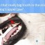 dr ernie s top 10 dog dental questions