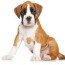 1 boxer puppies for sale in san jose