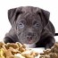 how much to feed a pitbull puppy