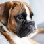 boxer breeders the best places to buy