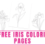 3 free iris coloring pages freebie