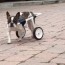 diy dog wheelchair steps to build at