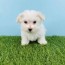 maltese puppies for sale puyallup