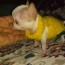 chihuahua puppies for sale sun city