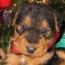 annes airedales llc airedale welsh