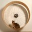 furniture meets cat lovers for modern