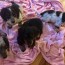 dachshund puppies for sale akron oh