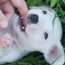when do puppies lose their baby teeth