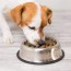 switching dog food tips and