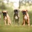 download wallpapers boxer puppies cute