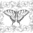 5 butterfly coloring pages for adults