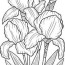 irises flower coloring page for adults