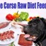 best cane corso raw diet feeding guide