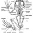 endoskeleton of indian frog with