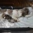 shih tzu pregnancy what you can expect