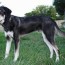 german sheprador dog breed information
