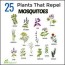 mosquito repellent plants 25 plants