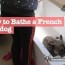 how to bathe a french bulldog without