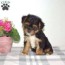 shorkie puppies for sale greenfield