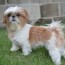 38 shih tzu mixes with pictures pet