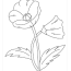 poppy coloring pages free flowers