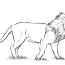 animal lion coloring pages coloring pages