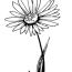 daisy coloring page ultra coloring pages