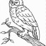 snowy owl coloring book bird barn owl
