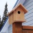 build a cedar birdhouse for 2 ana white