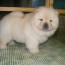 88 teacup maltese puppies for sale in