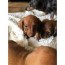 3 ckc reg mini dachshund puppies for