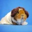 costumes for guinea pigs