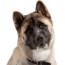 kai dog puppies for sale adoptapet com