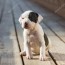 fotos de american staffordshire puppy
