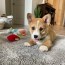 5 tips for owning a corgi puppy