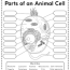 animal cell worksheets free printable