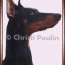 doberman pets and animals for sale ohio