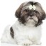 how much to feed a shih tzu puppy