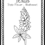 texas coloring page state flower the