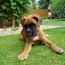 boxer puppy copyright free photo by