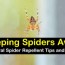 11 easy to make spider repellent recipes