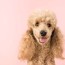 10 simple steps to grooming your poodle