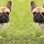8 best shampoos for french bulldogs