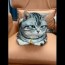 sitting cat and the result is hilarious