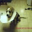 homemade cone of shame dogshaming