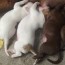 dog produce more milk for her puppies