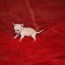 chihuahua puppy dog for sale in phoenix